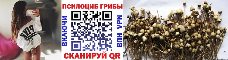 Купить где  Тихорецк  Галлюциногенные грибы Cubensis 